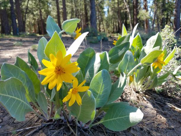 Arrowleaf Balsamroot 스톡 사진