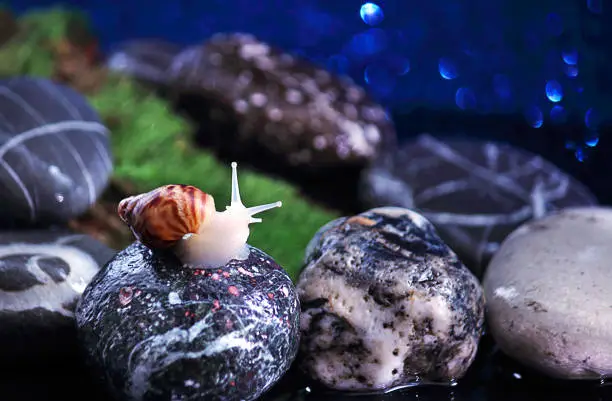 Big Achatina, albino snail, on the rocks. Twilight, night. The concept of relaxation, rest, sleep. Selective focus, close-up.
