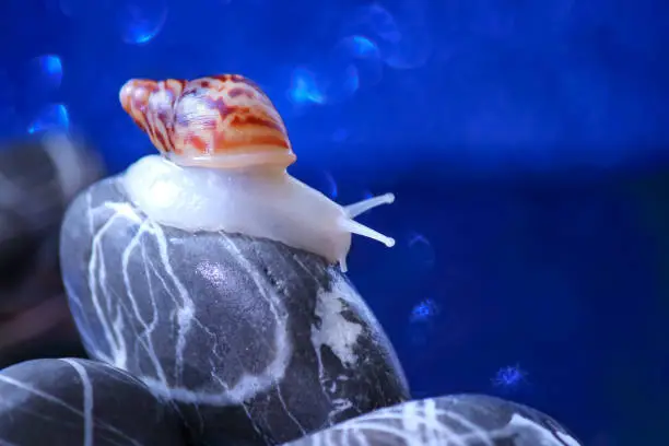 Big Achatina, albino snail, on the rocks. Twilight, night. The concept of relaxation, rest, sleep. Selective focus, close-up.