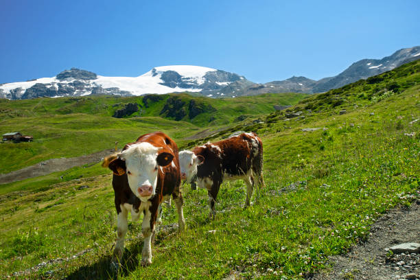 istock Alpine cows graze on magnificent alpine meadows 1129227046