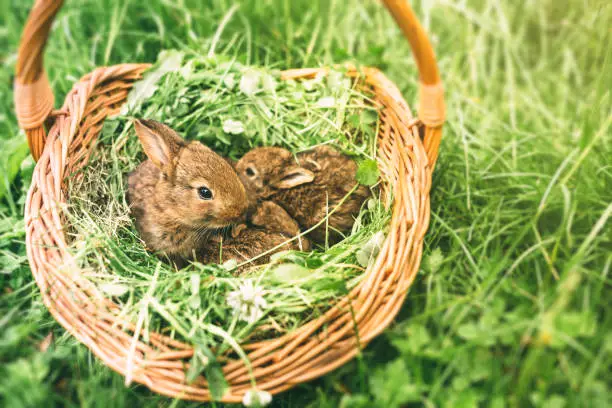 Photo of Three young rabbits in a basket