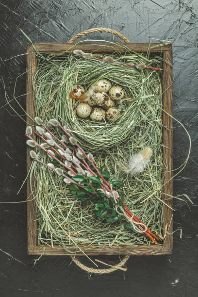 istock Quail eggs on the hay nest and willow branches 1129228348