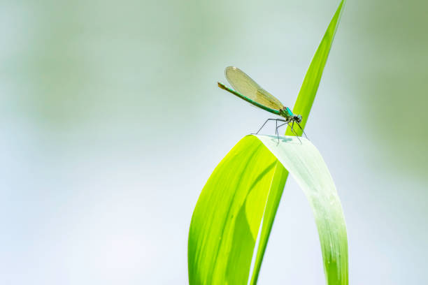 Copper Demoiselle (Calopteryx haemorrhoidalis) damselfly resting on a green grass leaf