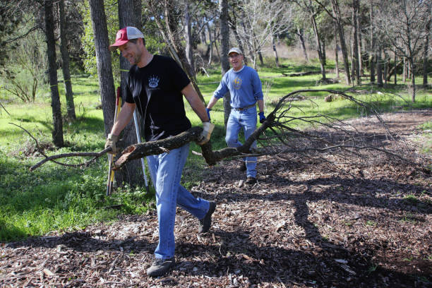 MLK Holiday Day of Service, Pease Park, Austin, Texas Austin, Tx, USA - Jan. 21, 2019:  Two volunteers remove a large fallen branch in Pease Park while participating in the Martin Luther King Holiday Day of Service. martin luther king jr day stock pictures, royalty-free photos & images