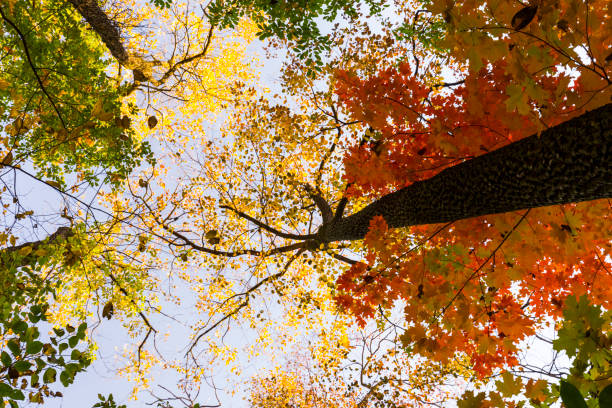 istock Vibrant autumn colors on a sunny day in the forest 1129229956
