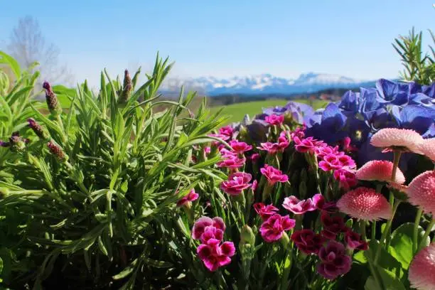 Spring, Spring flowers, Balcony, Outdoor, Mountains, Hills, Countryside, Allgäu,Bavaria