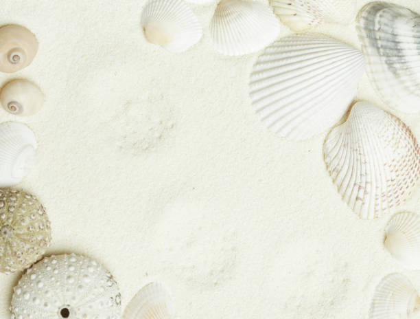 istock Seashells on the white beach sand with copy space 1129231865