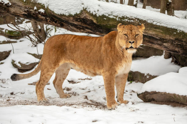 istock beautiful lioness standing on snow in reserve at winter 1129233231