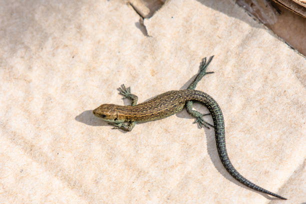 istock Common lizard basking on cardboard in Peak District National Park, UK.Adaptation. 1129233367