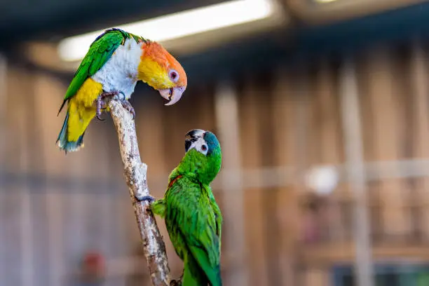 Photo of 2 arguing Carolina Parakeet parrots on perch with blurred background