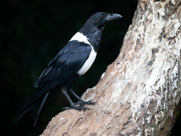 istock beautiful black and white eurasian magpie on tree 1129234080