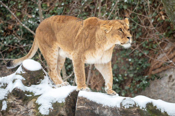 istock beautiful lioness standing on snow in reserve at winter 1129234143