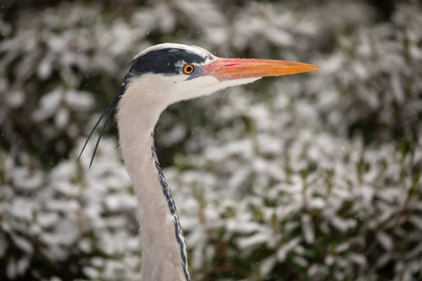 side view of beautiful grey heron in natural habitat
