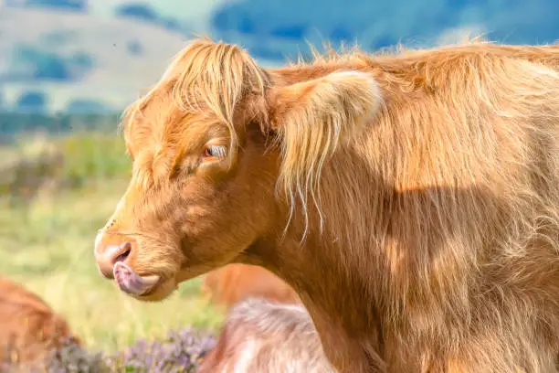 Photo of Animals uk.Brown long haired cow sticking its tongue out.