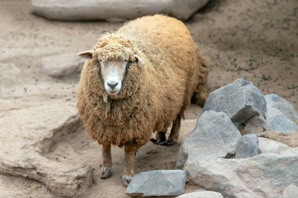 Cute sheep on a farm. Happy sheep in the paddock.