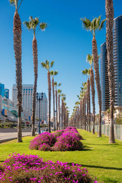istock Row of palm trees in downtown San Diego 1129237294