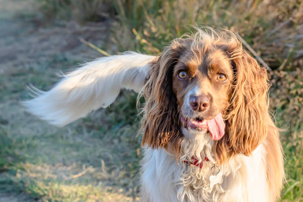 animals uk.cute cocker spaniel dog outdoor lit by warm afternoon light. - mouth open close up head and shoulders front view imagens e fotografias de stock