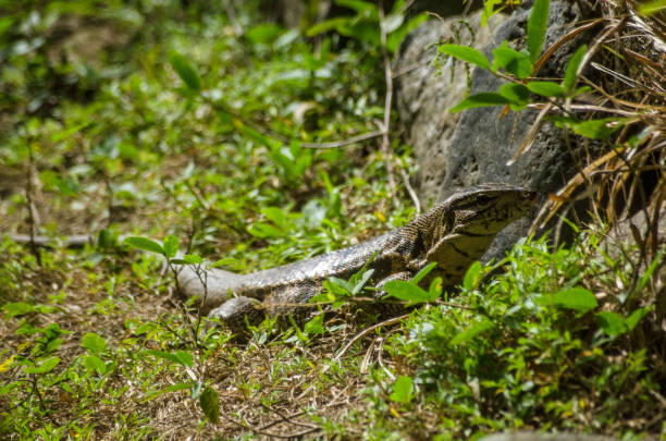 istock Gold Tegu lizard, Tobago 1129238673