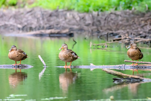 Wildlife photography.Three ducks perching on wooden log swimming on pond surface.Bright and vibrant image with space for copy.