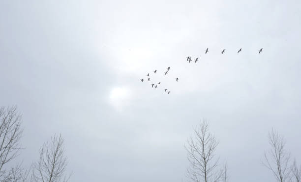 istock Canada Geese Flying over Trees in Winter 1129242471