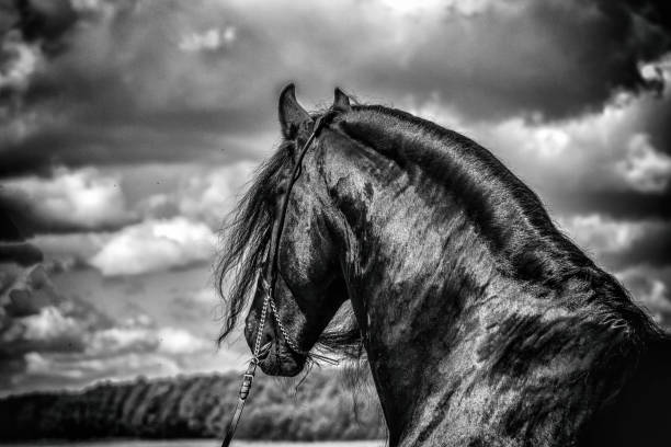 istock galloping Frisian stallion on a green meadow 1129242502