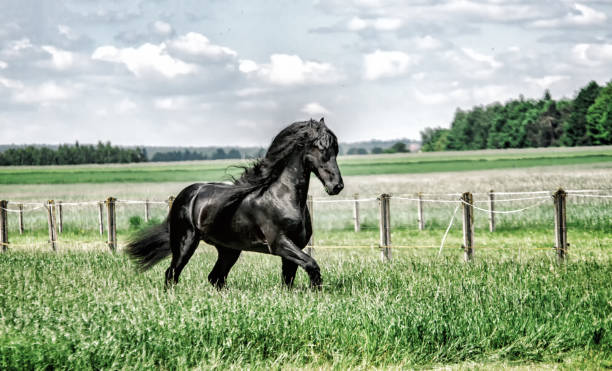 istock galloping Frisian stallion on a green meadow 1129243815