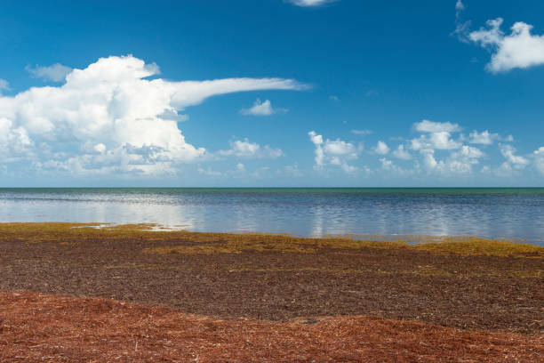 istock Long Key State Park, Florida Keys - USA 1129243820