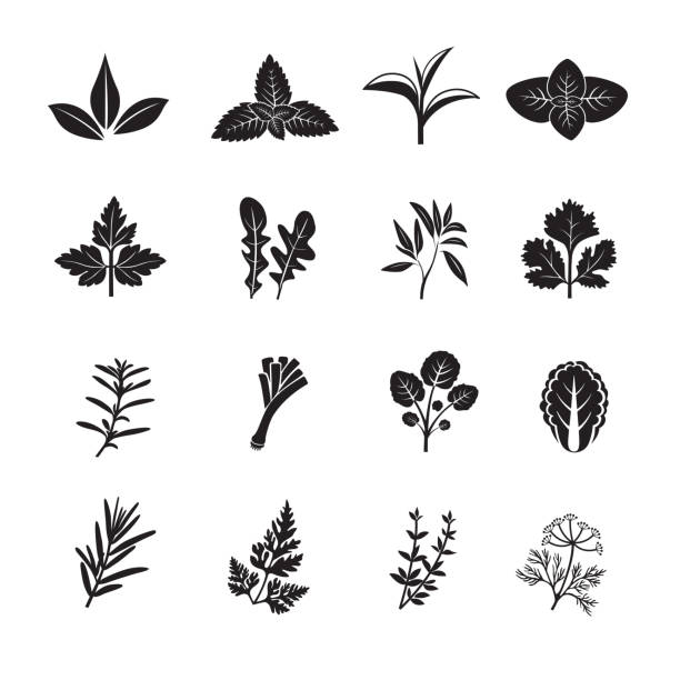 ilustrações, clipart, desenhos animados e ícones de conjunto de ícones de ervas e especiarias - parsley herb leaf herbal medicine