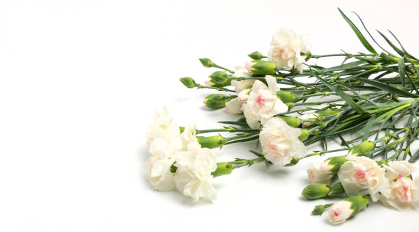 White carnation flower with white background Beautiful carnation flowers on white background, thank you. 기념일 stock pictures, royalty-free photos & images