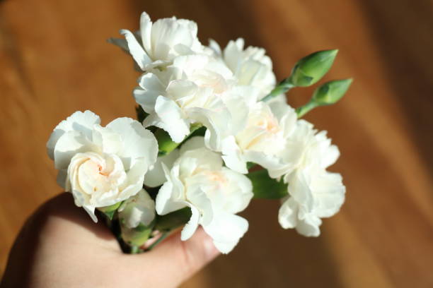 White carnation flowers in hand Beautiful white carnation flowers in hand to thank you 기념일 stock pictures, royalty-free photos & images
