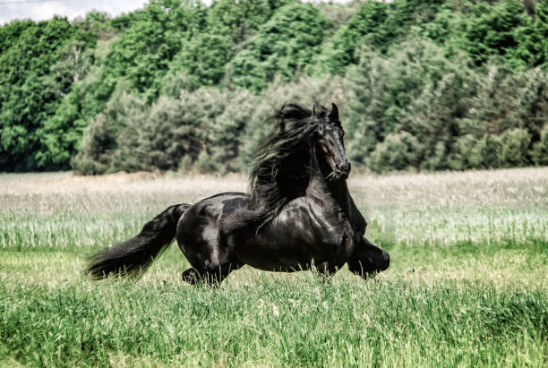 istock galloping Frisian stallion on a green meadow 1129244571