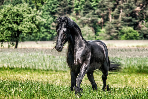 istock galloping Frisian stallion on a green meadow 1129244585