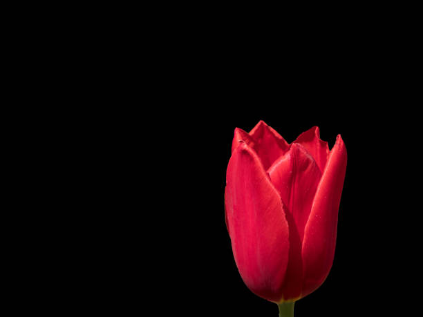 Single tulip blossom on black background, landscape orientation stock photo