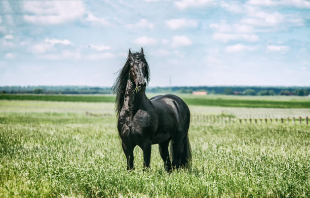 istock galloping Frisian stallion on a green meadow 1129245218