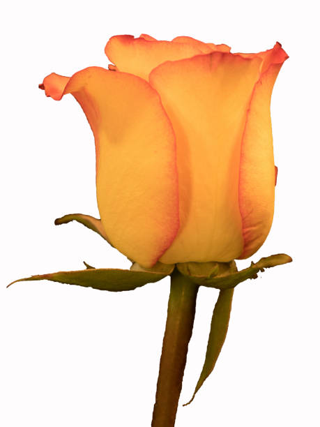 Beautiful yellow and red rose on white background stock photo