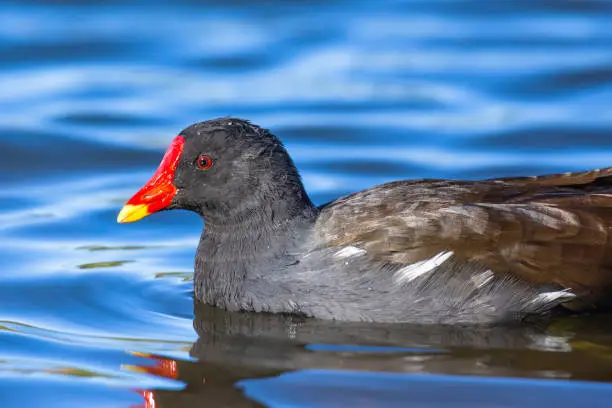 Photo of Amazing wildlife uk.Moorhen swimming on lake surface.