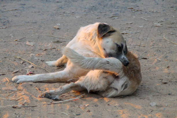 istock homeless dog self cleaning tick and flea 1129246559
