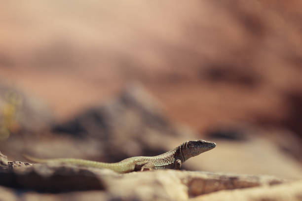 Lizard on a stone on the background of the rock. Blurred background in warm tones, tinted. Close-up, free space at the top of the frame