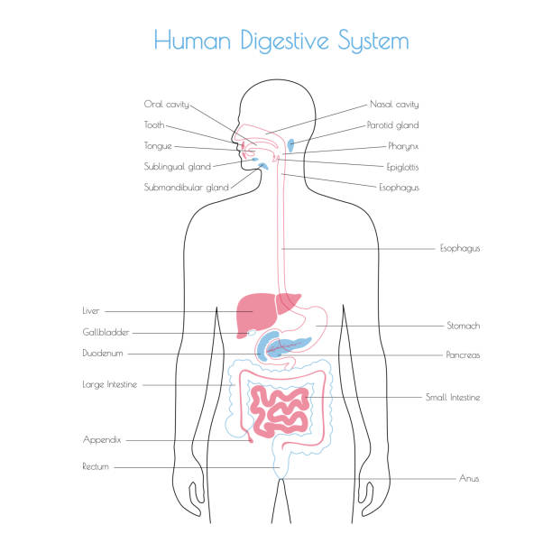 ilustraciones, imágenes clip art, dibujos animados e iconos de stock de ilustración de vector aislado del sistema digestivo - salivary gland