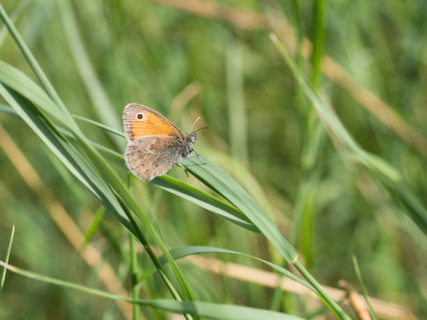 istock The small heath ( Coenonympha pamphilus ) butterfly sitting on a green blade of grass 1129247178