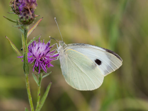 istock The large white butterfly ( Pieris brassicae ) resting on a blooming thistle 1129247203