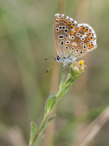 istock The Adonis blue butterfly ( Polyommatus bellargus )  female sitting on a blooming plant 1129247205