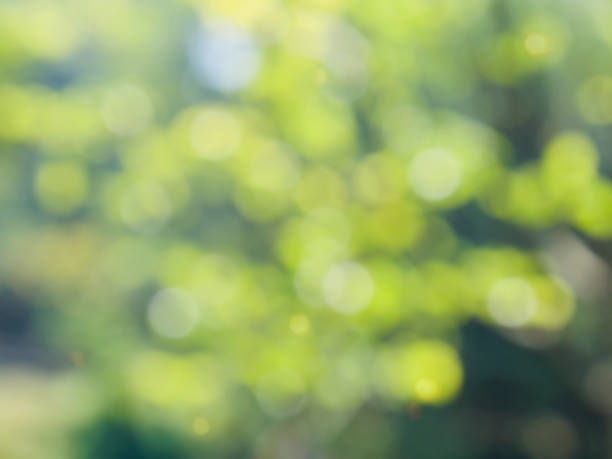 istock Leaf bokeh in the forest, missed focus 1129248228