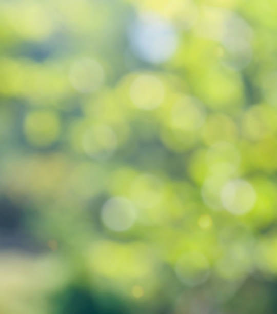 istock Leaf bokeh in the forest, missed focus 1129248233
