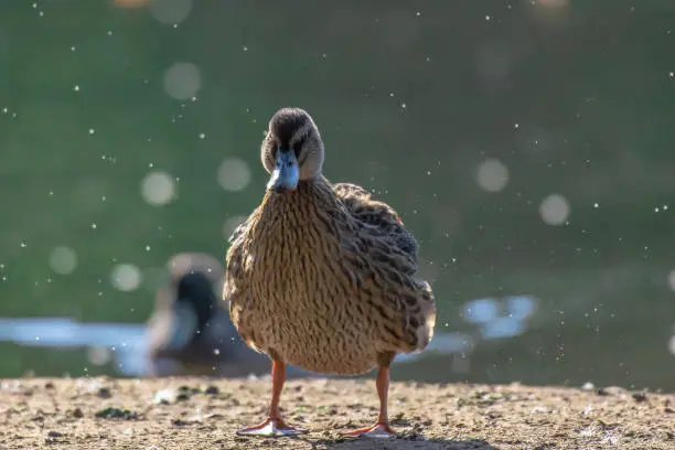 Photo of Amazing wildlife uk.Mallard duck standing on lakeshore and shaking off water.Natural blurred background and afternoon light.