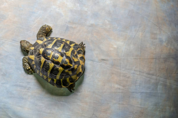istock High view of Tortoise 1129251397