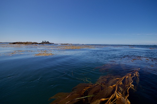 Looking out at the open Pacific from the reefs and kelp beds of Nuchatlitz Provincial Park, British Columbia, on a sunny day.