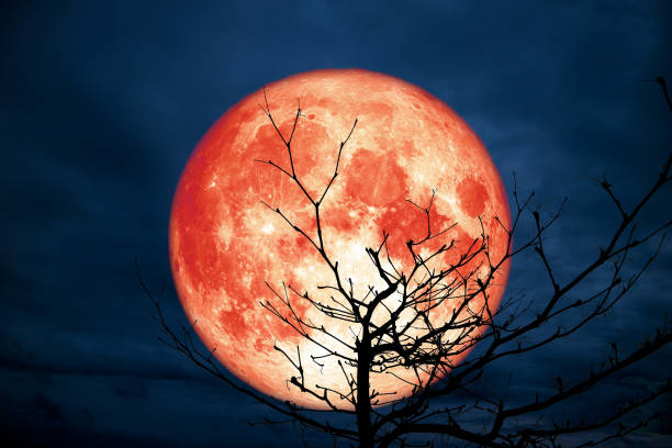 istock full red moon back silhouette branch dry tree night sky 1129253551