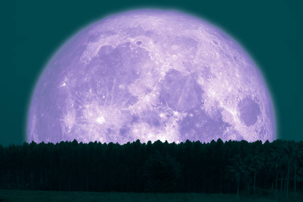 istock super snow moon back silhouette top pine on night sky 1129254272