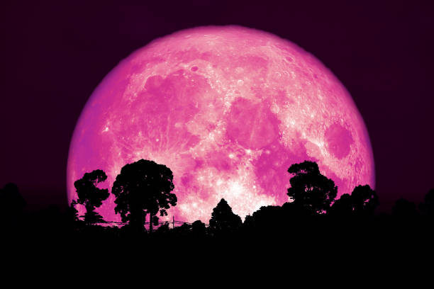 istock super pink moon back silhouette tree plant and cloud on night sky 1129254344